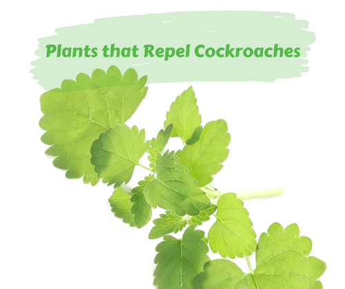 Plants that Repel Cockroaches  Maggie's Farm Ltd