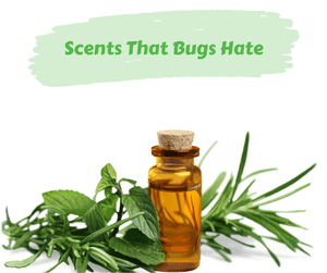 Scents That Bugs Hate. Bottle of essential oil with plants on white background.