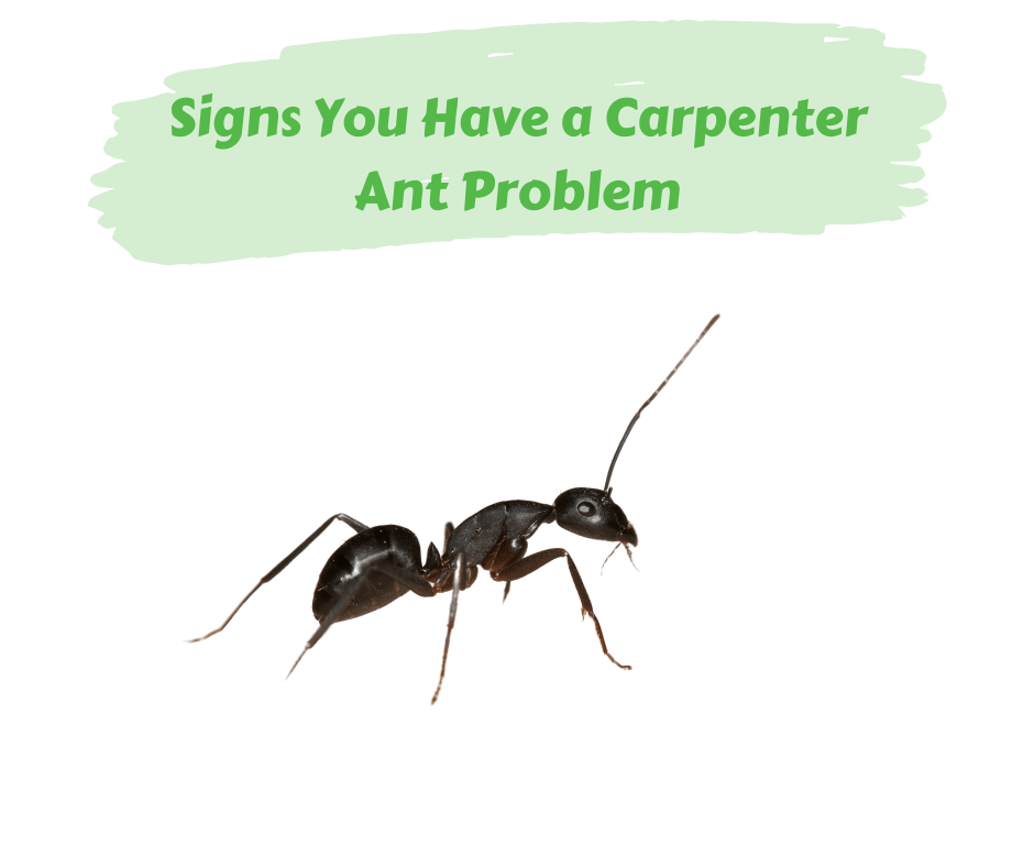 Signs You Have a Carpenter Ant Problem – Maggie's Farm Ltd