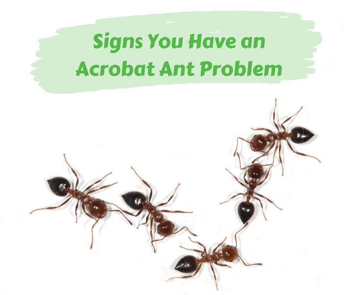 Signs You Have an Acrobat Ant Problem