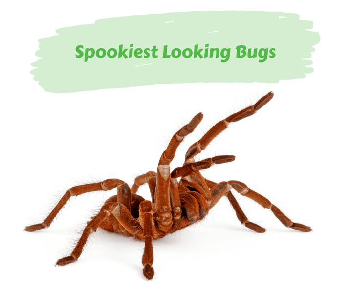 Spookiest Looking Bugs