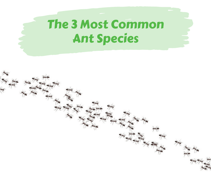 The 3 Most Common Ant Species