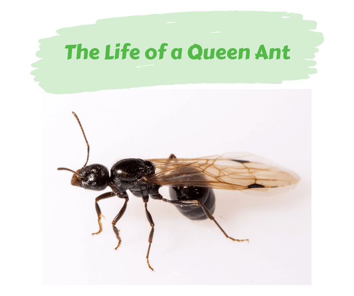 The Life of a Queen Ant