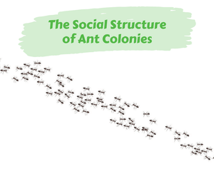 The Social Structure of Ant Colonies