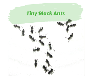 Tiny Black Ants