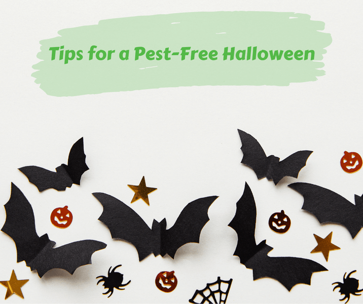 Tips for a Pest-Free Halloween