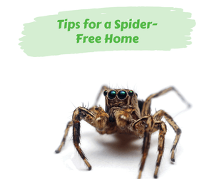 Tips for a Spider-Free Home. Close up of a jumping spider. White background.