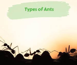 Types of Ants. Three ants crawling on ground with orange and white background.