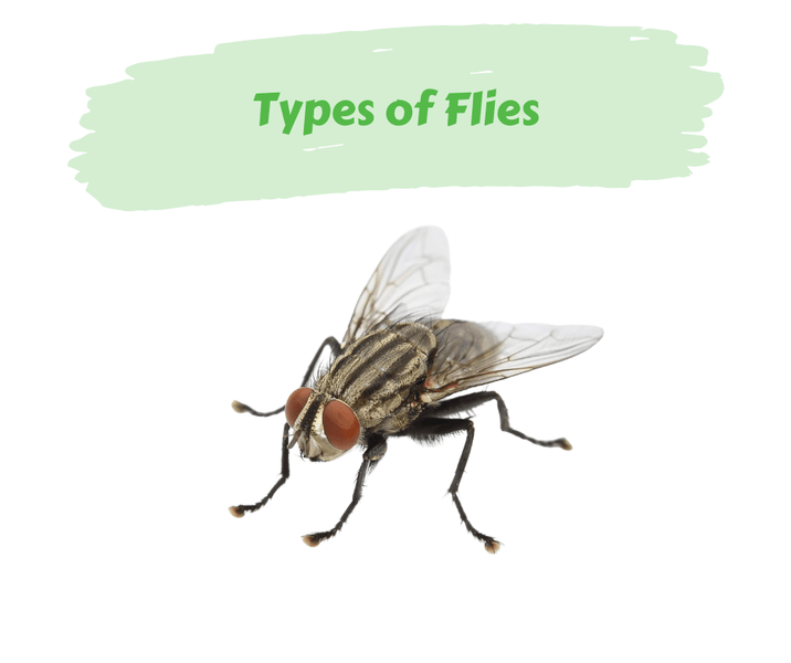 Types of Flies