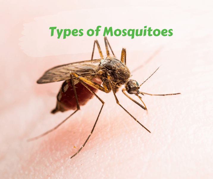 Types of Mosquitoes