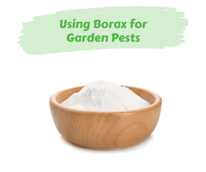 Using Borax for Garden Pests. Bowl of borax on white background.