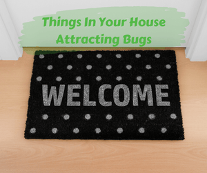 Things in Your House Attracting Bugs