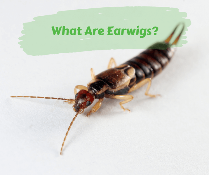 What Are Earwigs?