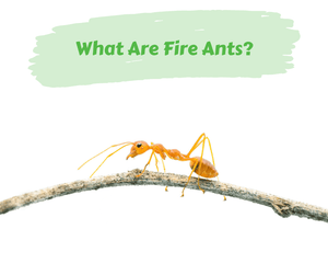 What Are Fire Ants?