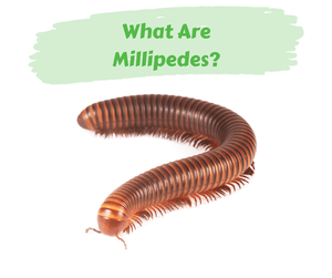 What Are Millipedes? Millipede on white background.