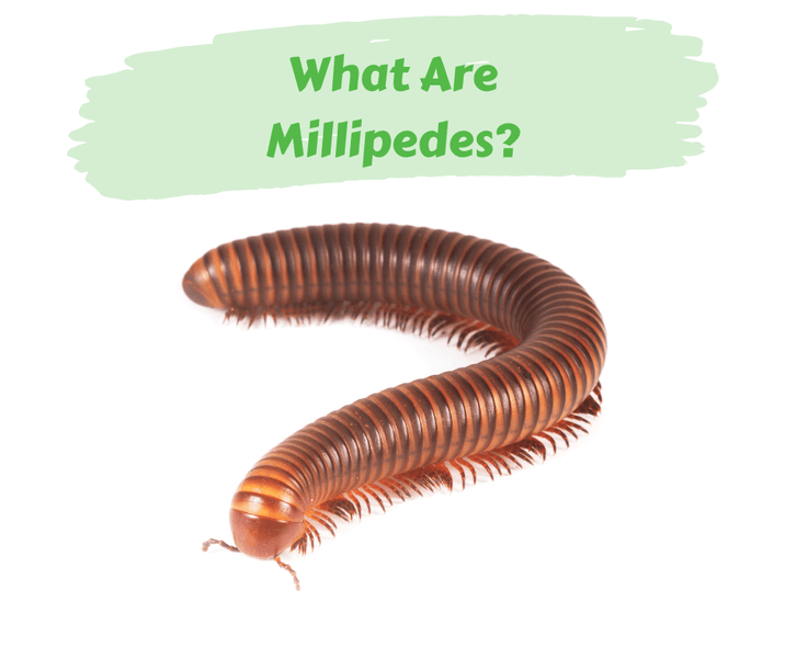 What Are Millipedes?