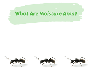 What Are Moisture Ants?