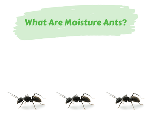 What Are Moisture Ants? Three black ants walking in a line. White background.