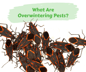 What Are Overwintering Pests?