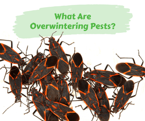 What Are Overwintering Pests? Group of boxelder bugs. White background.