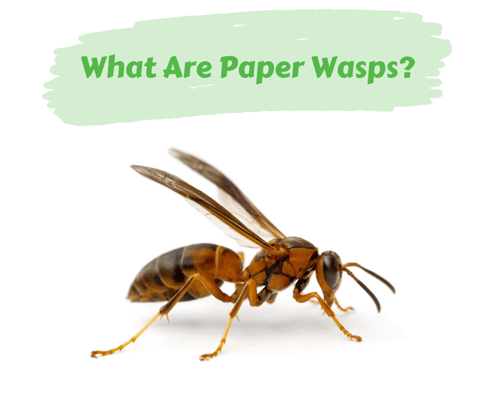 What Are Paper Wasps?