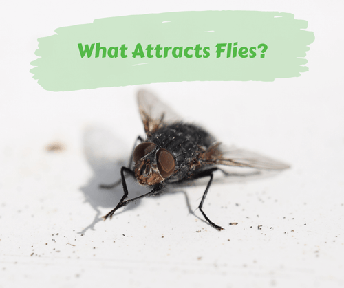What Attracts Flies Maggie s Farm Ltd