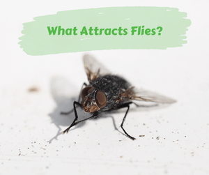 What Attracts Flies?