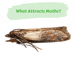What Attracts Moths?