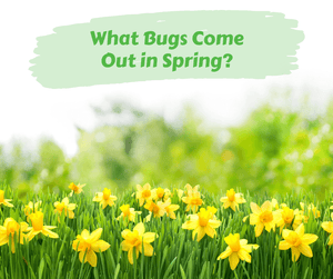 What Bugs Come Out in Spring?