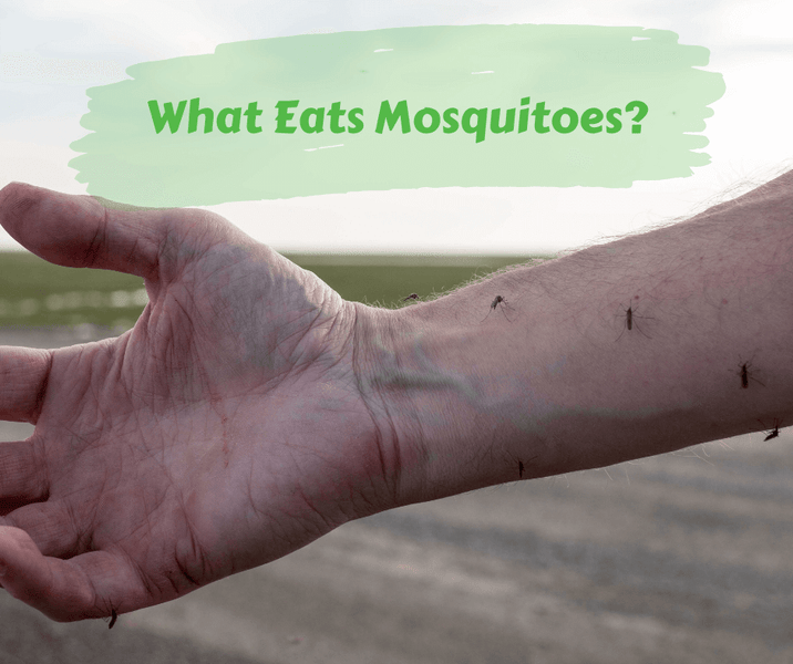 What Eats Mosquitoes?