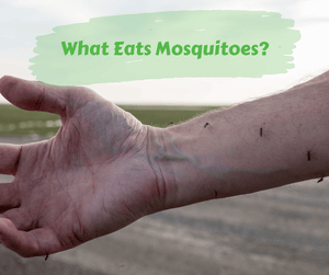What Eats Mosquitoes? Mosquitoes sitting on a man's arm.