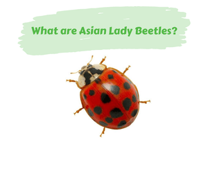 What are Asian Lady Beetles?