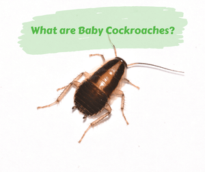 What are Baby Cockroaches?