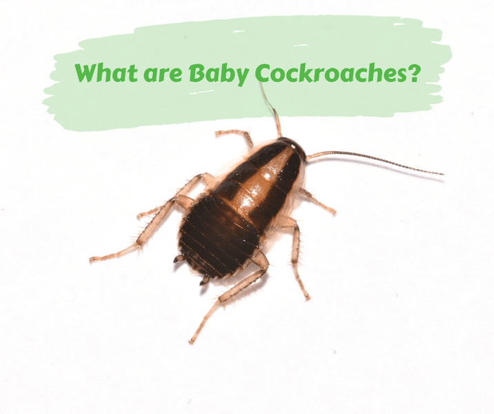 What are Baby Cockroaches?