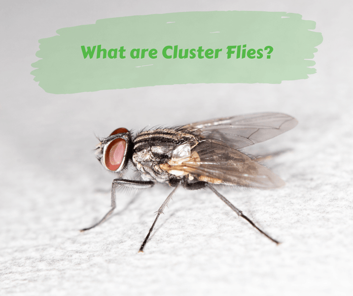 What are Cluster Flies?
