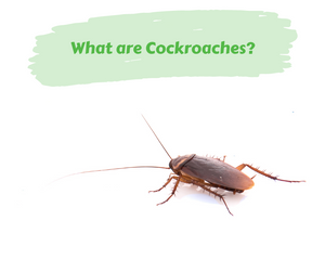 What Are Cockroaches?