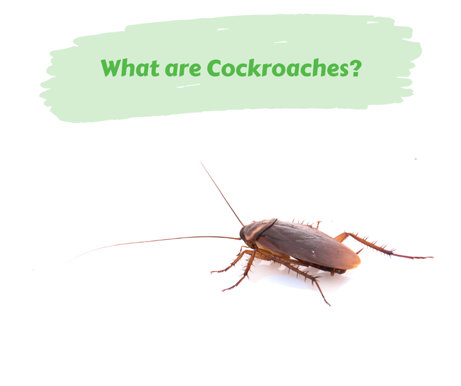 What Are Cockroaches? – Maggie's Farm Ltd