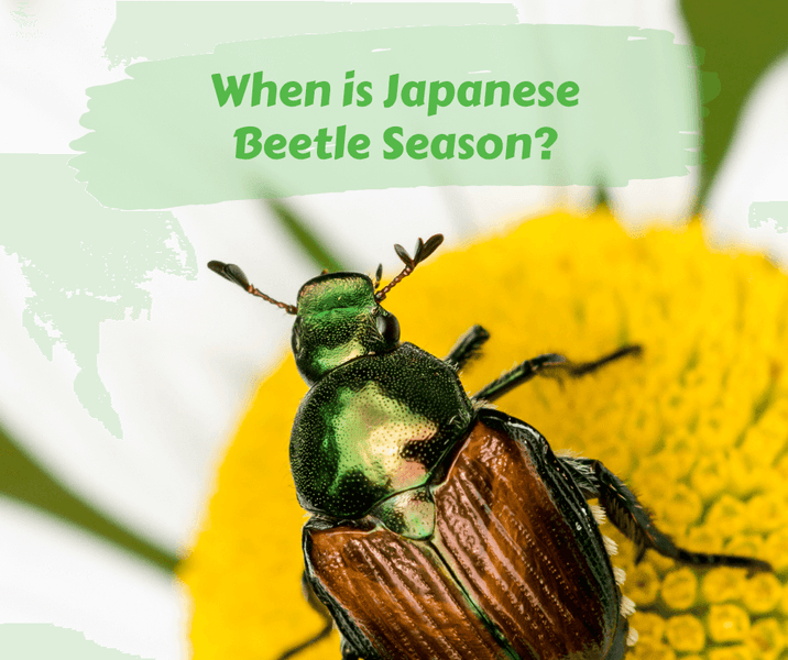 When is Japanese Beetle Season?