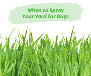 When to Spray Your Yard for Bugs