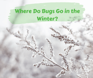 Where Do Bugs Go in the Winter?
