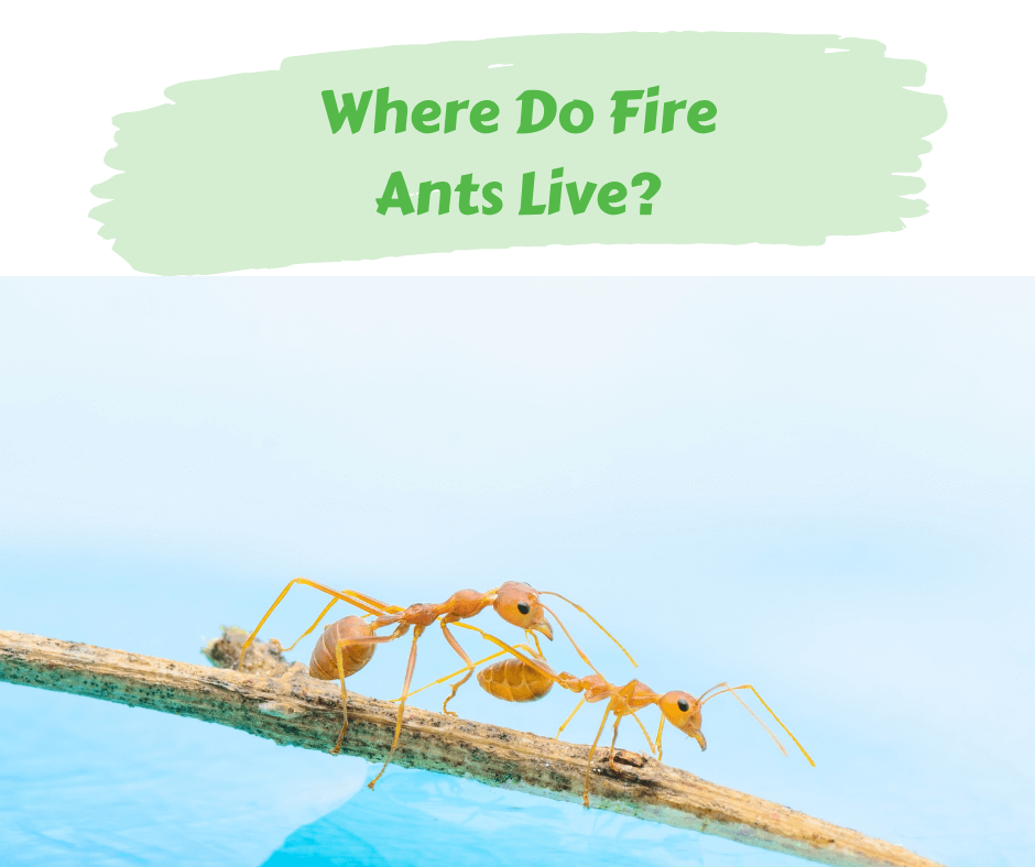 Where Do Fire Ants Live? : Fire Ant Inspection Guide – RJSB
