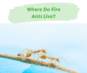 Where Do Fire Ants Live?