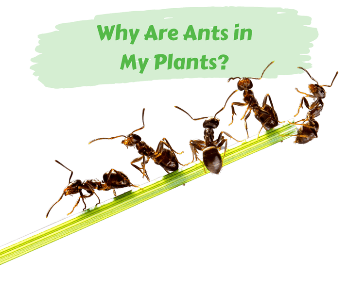 Why Are Ants in My Plants?