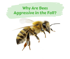 Why Are Bees Aggressive in the Fall?