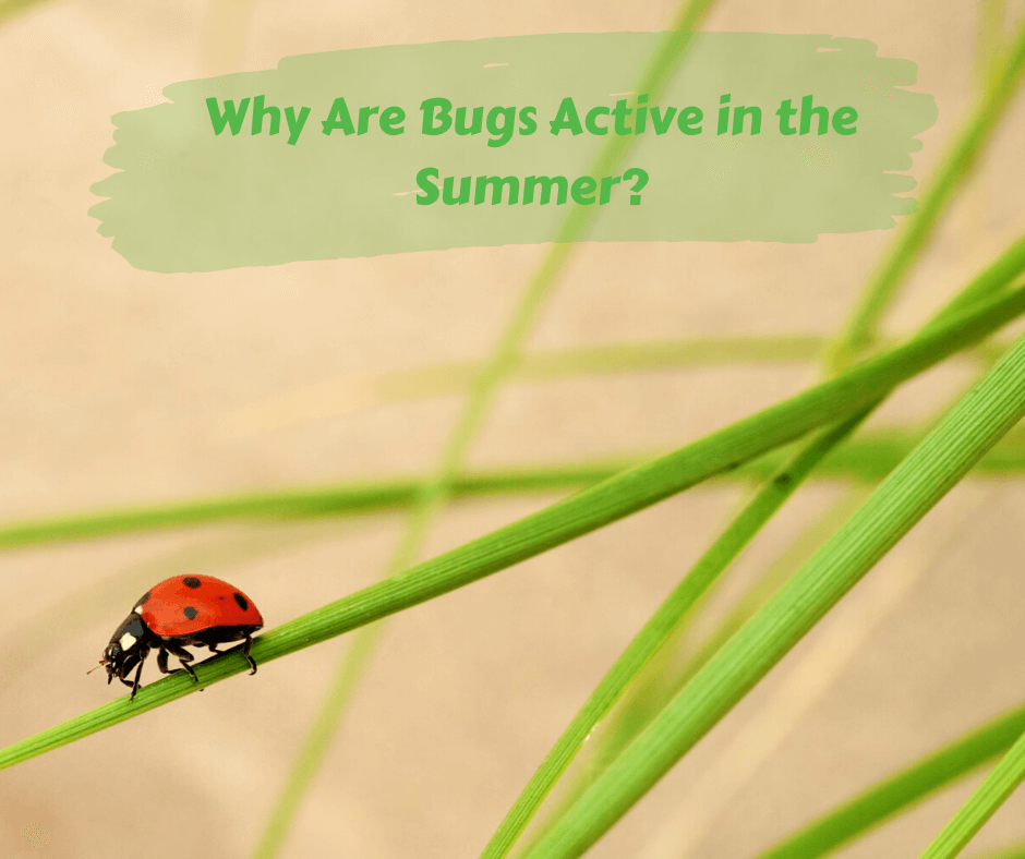 Why Are Bugs Active in the Summer? Maggie's Farm Ltd