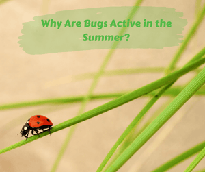 Why Are Bugs Active in the Summer?