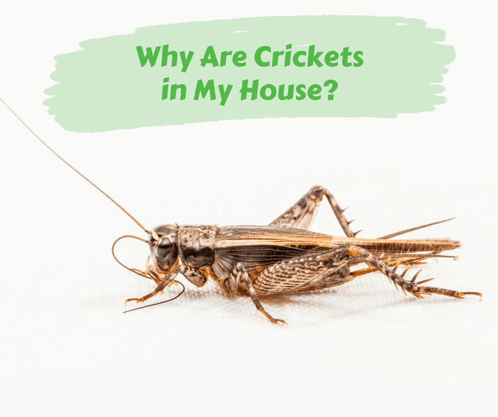 Why Are Crickets in My House?