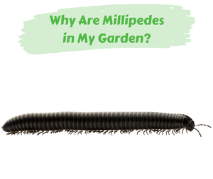 Why Are Millipedes in My Garden? Black millipede crawling on white background. 