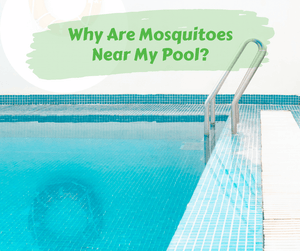 Why Are Mosquitoes Near My Pool? Swimming pool.