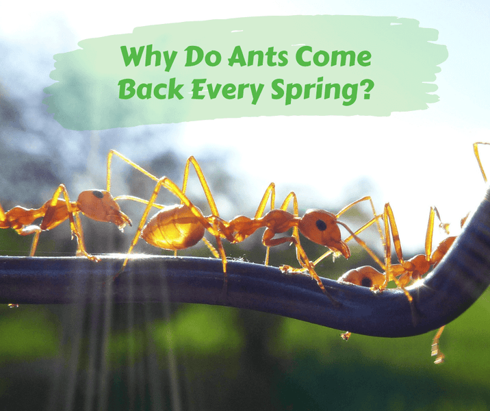 Why Do Ants Come Back Every Spring?